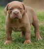 _Perrito_