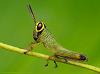 GrassHoper