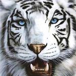 white_tiger