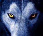 hati