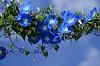 Alin_