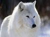 Jon_IceWolf