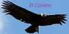 Condor_